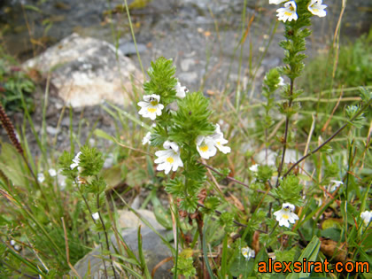 Euphrasia alpina Alex Sirat